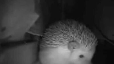 Der Igel niest