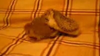 Hedgehogs mate. Hedgehog sex. How hedgehogs have sex