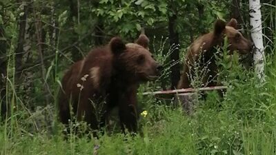 La route Achinsk-Nazaro et, encore une fois, les ours