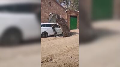 Автоматична автомобільна парасолька з дистанційним керуванням
