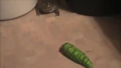 La rana se asustó