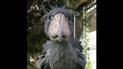 Королівська чапля