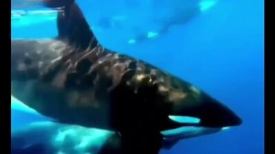 Uma orca capturou uma cria de baleia-jubarte e nada com ela entre os dentes, para mostrar a sua presa ao seu grupo