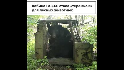 Die Fahrerkabine des GAZ-66 wurde zu einem „Zuhause“ für Waldtiere
