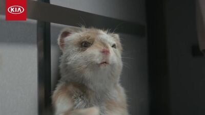 La colonna sonora dello spot pubblicitario della Kia Soul Turbo - "The Turbo Hamster Has Arrived" (2017)