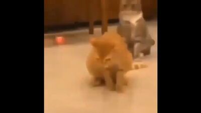 Se avecina un boom de los gatos