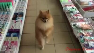 Ein kleines Zigeunermädchen! Die Spitzhunde tanzen! … Das ist lustig
