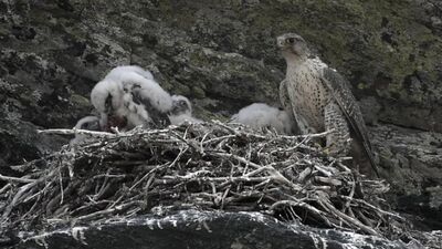 Centro de Falcoaria de Kamchatka