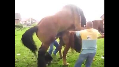 Acasalamento entre um cavalo e uma égua 18 (erótica, pornografia)