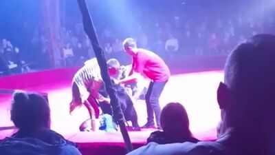 Niedźwiedź zaatakował ciężarną asystentkę tresera podczas przedstawienia w cyrku w Orle