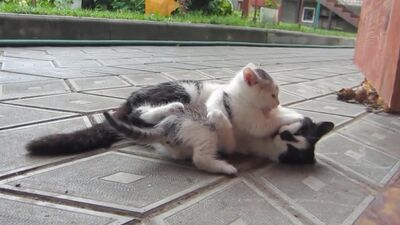 [Allez, c'est parti !] Nos chatons : LA CHATTE MURKA ET L'ÉCOLE DES CHATS, le défi du chaton, des dessins animés sur les chatons, Little Kittens