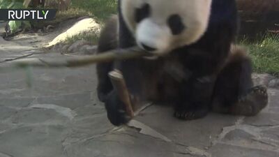 Panda online_ Lo zoo di Mosca ha avviato la trasmissione in diretta dal recinto degli orsi del bambù