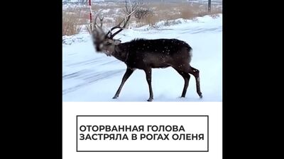 Odcięta głowa utknęła w rogach jelenia