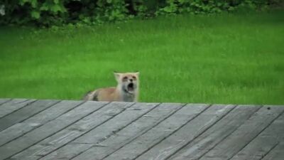 Wie sagt der Fuchs eigentlich / What Does the Fox Say