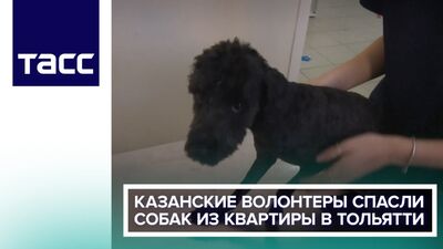 Казаньнан келген еріктілер Тольяттидегі пәтерден иттерді құтқарды