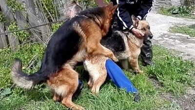 DOG BREEDING. German Shepherds. Mating German Shepherds. Dog Breeding. Dog Mating. Odessa