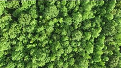 Аудио оқиғалар ұсынған бейне. Сайқалдық туралы әңгімелер. Нағыз өмірден алынған әңгімелер