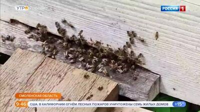 05.06.2020 09:30 (МСК) HD720 «Ранок Росії», частина 2