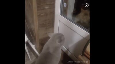 Kocie, otwórz drzwi
