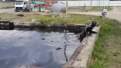 Un gamin a sauté dans une piscine remplie de mazout