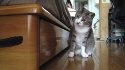 Gato, gatinho, engraçado, piada, caçador, divertido, fofo, brincadeiras com o gato :)