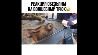 La réaction du singe face au tour de magie