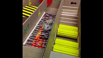 A fuga do hamster da prisão