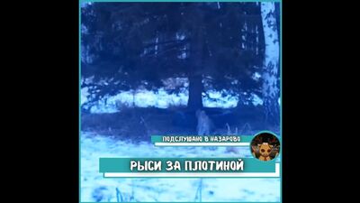 Video von „Mitgehört in Nazarovo“