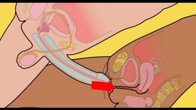 Video tutorial on how to fuck properly