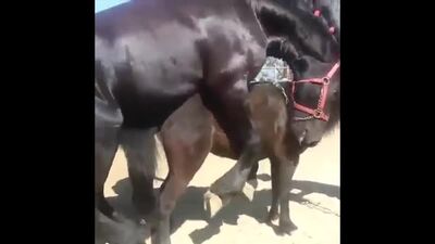 Compilation incroyable d'accouplements de grands chevaux - Reproduction équine !.mp4