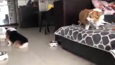 Grube corgi kłócą się po chińsku