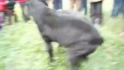 Собачі бої кане-корсо проти пітбуля