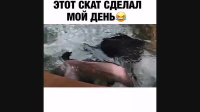 Ролик менің күнімді жақсы етті