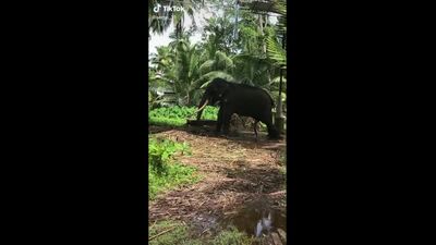 Zoo porn elephant