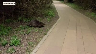 The Fat Beaver