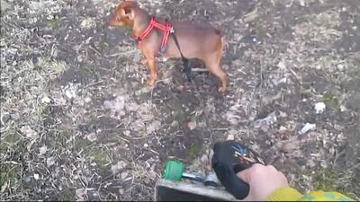 Dora (brisk walk)
