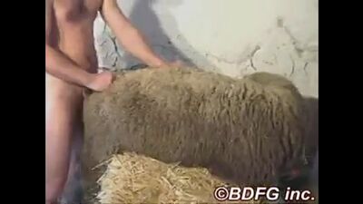 A guy is having sex with a sheep