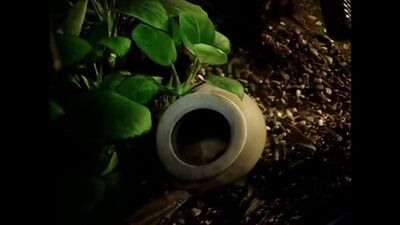 Африканські та американські цихліди в акваріумі з рослинами: pterophyttum scalare & pelvicachromis pulcher, ancistrus dolich