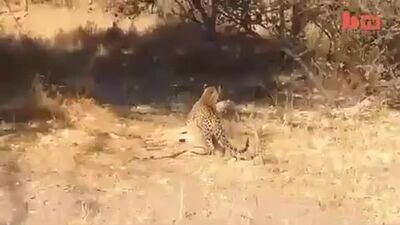 The Fierce Leopard