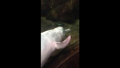 A dolphin is playing with a fish—it's just zoo porn xD