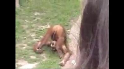 Monkeys