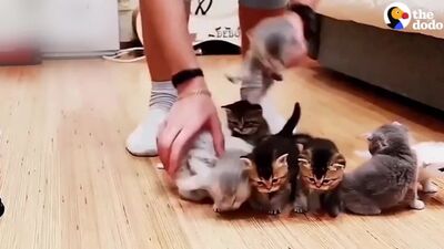 Uma tentativa de tirar uma foto de família dos gatinhos