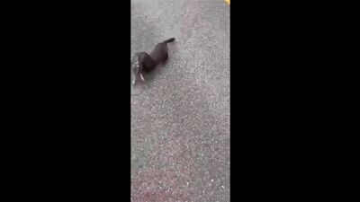 Hey, man, got any rabbit? Here, man, a rabbit
