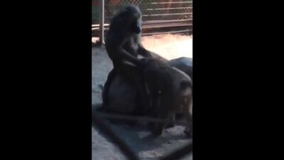A monkey is giving a blowjob