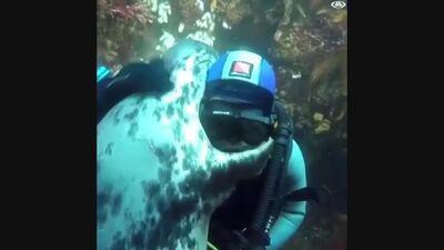 A las focas les encantan los abrazos