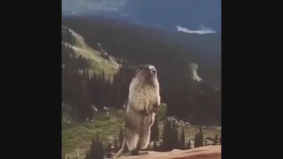 Une marmotte crie dans les montagnes(1).mp4