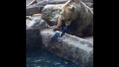 Ведмідь врятував ворона