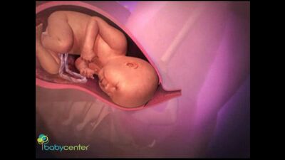 Ein Einblick in die Schwangerschaft. Die Geburt und die Ankunft des Babys