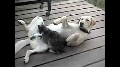 The cat is doing well to the dog_)