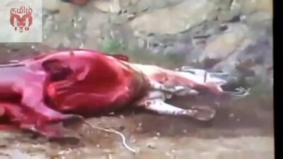 A bull kills a horse